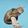veridical cat's profile picture