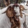 Profilbild von Prime Shush 🐐