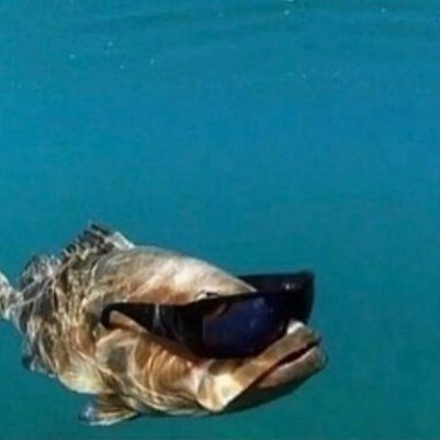 GMBA's profile picture