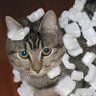 Фото профиля wikipedia electrostatics cat