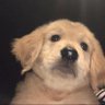 Biboo's profile picture