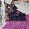 spillthetea profil fotoğrafı