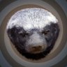 The Honeybadger's profile picture