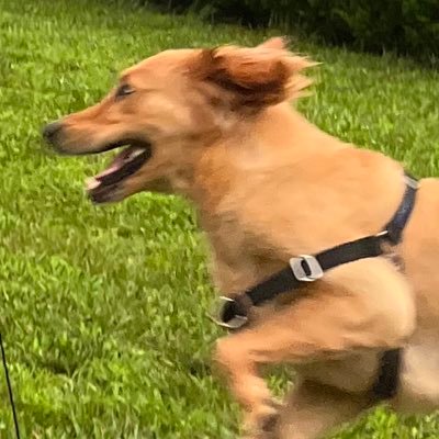 nysexydog's profile picture