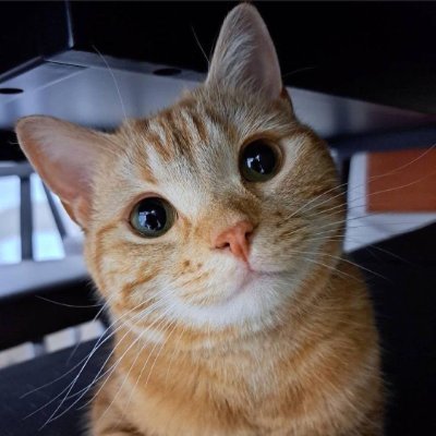 勃勃OC's profile picture