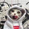 momo's profile picture