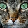 Фото профиля Lastcat