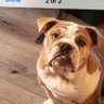 JBoog profil fotoğrafı