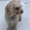 GiganticBoogy's profile picture
