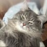 Intan profil fotoğrafı