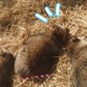chrispy:Pᐢ⓿ᴥ⓿ᐢ〚どうぶつ〛's profile picture
