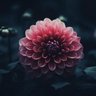Pia | ⚔️🌼⚔️ 的头像