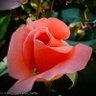 Marthamariamora's profile picture
