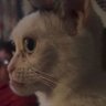 Akamaarimaari profil fotoğrafı