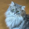 森 茉莉亜's profile picture