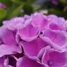 Фото профиля アジサ
