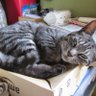 catwork profil fotoğrafı