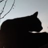 Фото профиля 🇦🇷Rocio⁷ 🐈⁴