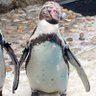 【トビウオ】 profil fotoğrafı