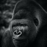 TUMBURUKUSU's profile picture