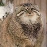 Profilbild von Gamma ( =^ - ェ-^)=