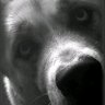 🇫🇴🇬🇧🇺🇸🏴🏴~peace.'s profile picture