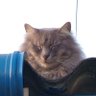 neno's profile picture