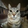 Profilbild von skibiditoiletcat