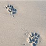 Фото профиля Dog N Me By The Sea