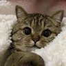 Cat's Lover 的头像