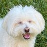Alpha Puppy's profile picture