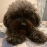 Murphy's profile picture