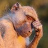 Profilbild von Baba Mutare