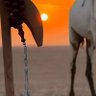 شبيه الريح profil fotoğrafı