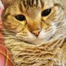 拓美 profil fotoğrafı