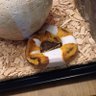 Snake2🇷🇺🇷🇺🇷🇺 的头像