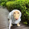Dogjoker profil fotoğrafı