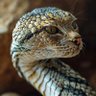 Profilbild von Catnip Cobra