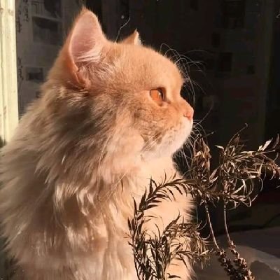 ୧⍤⃝😼's profile picture