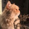 ୧⍤⃝😼 的头像