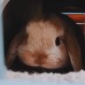 きなこ 的头像