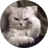 qary profil fotoğrafı