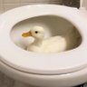 Фото профиля Squackery