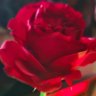 NANA🌹 profil fotoğrafı