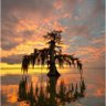 Upside-Down-World Survivor's profile picture