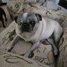 Daisy Mom's profile picture