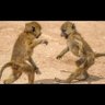 Mbwiga Haruna's profile picture