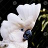 cacatúa profil fotoğrafı