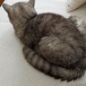 liligong profil fotoğrafı
