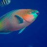 🐠 Fishiotherapist's profile picture